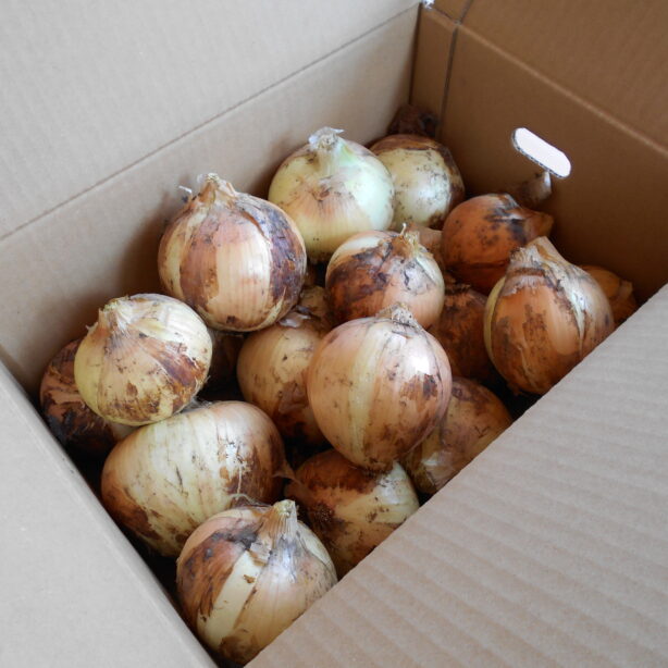 サラダたまねぎ　５㎏