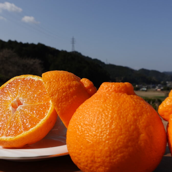 瀬戸田産　秀品デコポン　箱込み10㎏　めろでぃ 44000_01.jpg