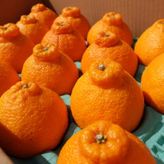 ギフト用　デコポン16玉入り　光センサー検品済