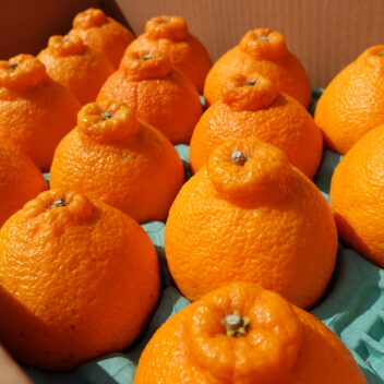 ギフト用　デコポン16玉入り　光センサー検品済