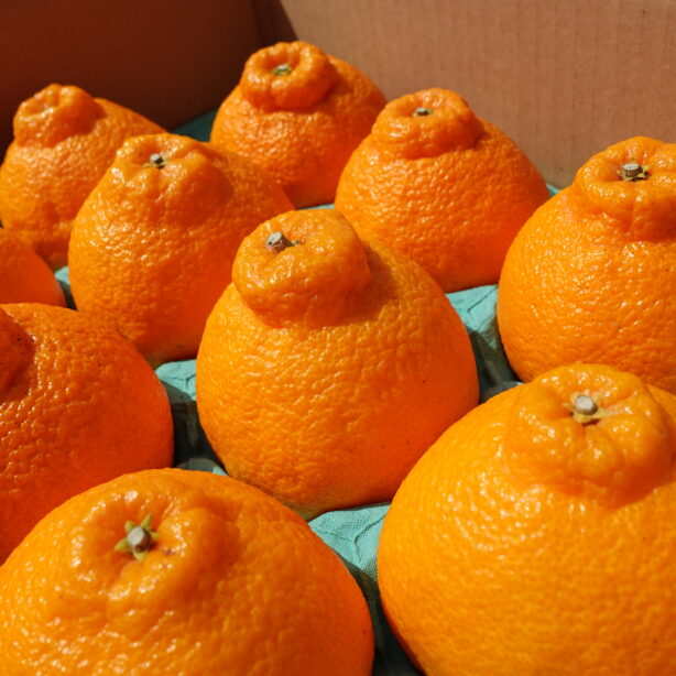 ギフト用　デコポン10玉入り　光センサー検品済