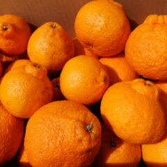 ご自宅用　デコポン５㎏　光センサー検品済