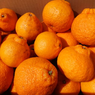 ご自宅用　デコポン５㎏　光センサー検品済