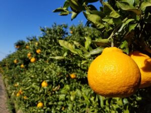 デコポン　露地栽培